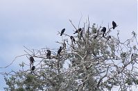 Vogel-Kormoran-20120526-188.jpg