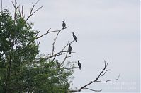 Vogel-Kormoran-20120612-112.jpg