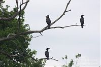 Vogel-Kormoran-20120612-113.jpg