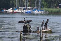 Vogel-Kormoran-20120704-27.jpg