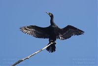 Vogel-Kormoran-20120704-30.jpg