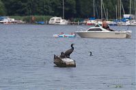 Vogel-Kormoran-20120708-68.jpg