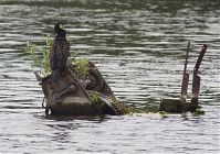 Vogel-Kormoran-20120708-70.jpg