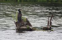 Vogel-Kormoran-20120708-71.jpg