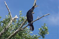 Vogel-Kormoran-20120722-010.jpg