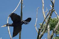Vogel-Kormoran-20120722-011.jpg