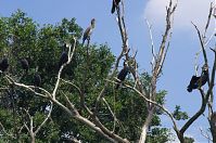 Dateiname=Vogel-Kormoran-20120727-071.jpg
Dateigröße=287KB
Abmessungen: 880x584
hinzugefügt am: 06. Januar 2016 Vogel-Kormoran-20120727-071.jpg
