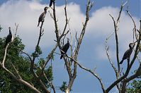 Vogel-Kormoran-20120727-072.jpg