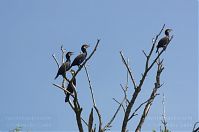 Vogel-Kormoran-20120727-073.jpg