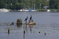 Vogel-Kormoran-20120727-075.jpg