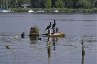 Vogel-Kormoran-20120727-076.jpg