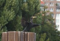 Vogel-Kormoran-20120921-207.jpg