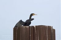 Vogel-Kormoran-20120921-208.jpg