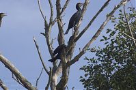 Vogel-Kormoran-20121020-123.jpg