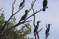 Vogel-Kormoran-20121020-124.jpg