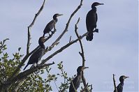 Vogel-Kormoran-20121020-125.jpg