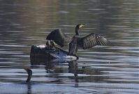 Vogel-Kormoran-20121021-116.jpg