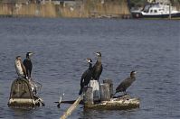 Vogel-Kormoran-20130424-015.jpg