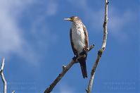 Vogel-Kormoran-20130428-104.jpg