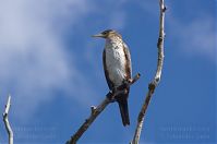 Vogel-Kormoran-20130428-105.jpg