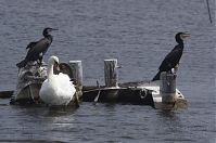 Dateiname=Vogel-Kormoran-20130713-116.jpg
Dateigröße=158KB
Abmessungen: 880x584
hinzugefügt am: 06. Januar 2016 Vogel-Kormoran-20130713-116.jpg