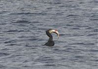 Dateiname=Vogel-Kormoran-20131017-27.jpg
Dateigröße=172KB
Abmessungen: 880x619
hinzugefügt am: 06. Januar 2016 Vogel-Kormoran-20131017-27.jpg