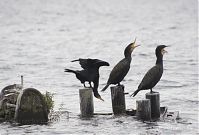 Dateiname=Vogel-Kormoran-20131017-54.jpg
Dateigröße=148KB
Abmessungen: 880x595
hinzugefügt am: 06. Januar 2016 Vogel-Kormoran-20131017-54.jpg