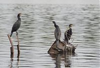 Dateiname=Vogel-Kormoran-20131020-001.jpg
Dateigröße=174KB
Abmessungen: 880x597
hinzugefügt am: 06. Januar 2016 Vogel-Kormoran-20131020-001.jpg