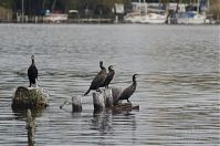 Dateiname=Vogel-Kormoran-20131020-002.jpg
Dateigröße=169KB
Abmessungen: 880x584
hinzugefügt am: 06. Januar 2016 Vogel-Kormoran-20131020-002.jpg