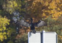 Vogel-Kormoran-20131022-204.jpg