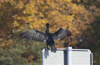 Dateiname=Vogel-Kormoran-20131022-205.jpg
Dateigröße=148KB
Abmessungen: 880x574
hinzugefügt am: 06. Januar 2016 Vogel-Kormoran-20131022-205.jpg