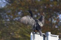 Vogel-Kormoran-20131022-208.jpg