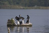 Vogel-Kormoran-20141001-21.jpg