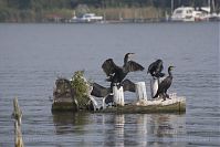 Dateiname=Vogel-Kormoran-20141001-23.jpg
Dateigröße=149KB
Abmessungen: 880x586
hinzugefügt am: 06. Januar 2016 Vogel-Kormoran-20141001-23.jpg