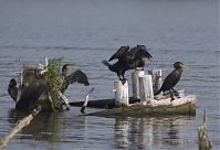 Vogel-Kormoran-20141001-25.jpg