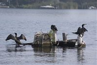 Vogel-Kormoran-20141001-27.jpg