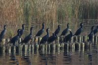 Vogel-Kormoran-20151027-008.jpg