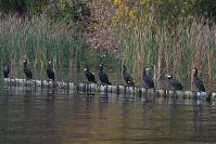 Vogel-Kormoran-20151027-009.jpg