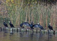 Vogel-Kormoran-20151027-012.jpg