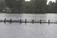 Vogel-Kormorane-20141025-046.jpg