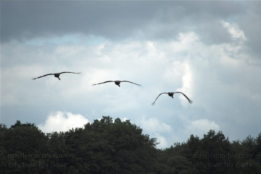 Feldberger Seenlandschaft. Kraniche bei Funkenhagen
6. 7. 2010. Brandenburg. Feldberger Seenlandschaft. Kraniche bei Funkenhagen. Fauna. Tiere. Vogel. Vögel.
Schlüsselwörter: birds;Brandenburg;Fauna;Feldberger-Seenlandschaft;Funkenhagen;Kraniche;Tiere;Vogel;Vogelschwarm;Vögel;2010