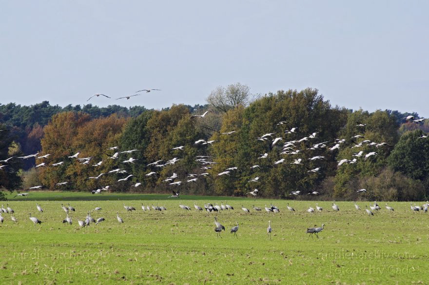 Vogel. Kraniche (Gruidae) auf einer Wiese.
4. 11. 2012. Brandenburg. Oberkrämer. Fauna. Tiere. Vogel. Vögel. Kraniche (Gruidae) auf einer Wiese.
Schlüsselwörter: birds;Brandenburg;Fauna;Gruidae;Gruiformes;Kraniche;Oberkrämer;Vogel;Vögel;2012