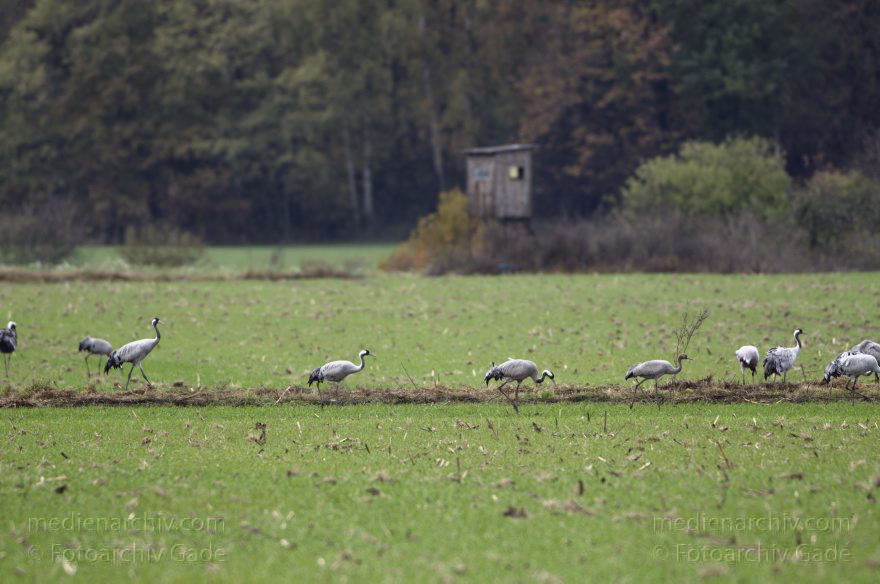 Kraniche bei Eichstädt
5. 11. 2012. Brandenburg. Oberkrämer. Eichstädt. Fauna. Tiere. Vogel. Vögel. Kraniche (Gruidae) , Technik: Skywatcher ED 120 und Pentax K-5
Schlüsselwörter: birds;Brandenburg;Eichstädt;Fauna;Gruidae;Gruiformes;Kraniche;Linum;Vogel;Vögel;2012