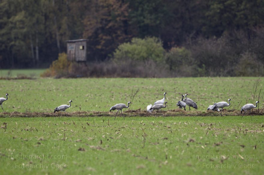 Kraniche bei Eichstädt
5. 11. 2012. Brandenburg. Oberkrämer. Eichstädt. Fauna. Tiere. Vogel. Vögel. Kraniche (Gruidae) , Technik: Skywatcher ED 120 und Pentax K-5
Schlüsselwörter: birds;Brandenburg;Eichstädt;Fauna;Gruidae;Gruiformes;Kraniche;Linum;Vogel;Vögel;2012