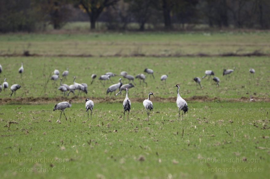 Kraniche bei Eichstädt
5. 11. 2012. Brandenburg. Oberkrämer. Eichstädt. Fauna. Tiere. Vogel. Vögel. Kraniche (Gruidae) , Technik: Skywatcher ED 120 und Pentax K-5
Schlüsselwörter: birds;Brandenburg;Eichstädt;Fauna;Gruidae;Gruiformes;Kraniche;Linum;Vogel;Vögel;2012