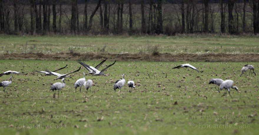 Kraniche bei Eichstädt
5. 11. 2012. Brandenburg. Oberkrämer. Eichstädt. Fauna. Tiere. Vogel. Vögel. Kraniche (Gruidae) , Technik: Skywatcher ED 120 und Pentax K-5
Schlüsselwörter: birds;Brandenburg;Eichstädt;Fauna;Gruidae;Gruiformes;Kraniche;Linum;Vogel;Vögel;2012