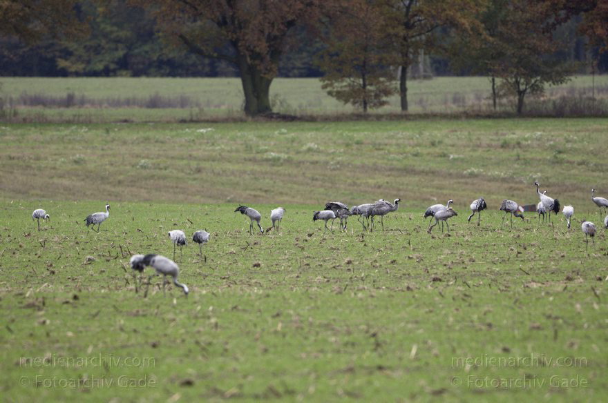 Kraniche bei Eichstädt
5. 11. 2012. Brandenburg. Oberkrämer. Eichstädt. Fauna. Tiere. Vogel. Vögel. Kraniche (Gruidae) , Technik: Skywatcher ED 120 und Pentax K-5
Schlüsselwörter: birds;Brandenburg;Eichstädt;Fauna;Gruidae;Gruiformes;Kraniche;Linum;Vogel;Vögel;2012