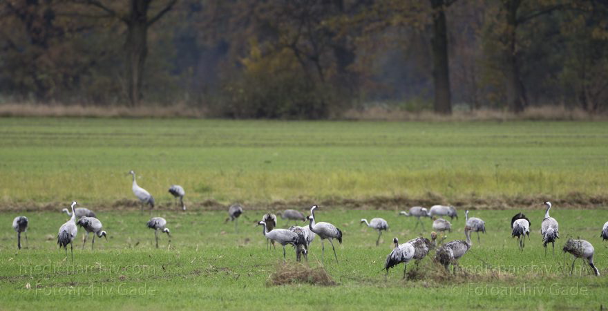 Kraniche bei Eichstädt
5. 11. 2012. Brandenburg. Oberkrämer. Eichstädt. Fauna. Tiere. Vogel. Vögel. Kraniche (Gruidae) , Technik: Skywatcher ED 120 und Pentax K-5
Schlüsselwörter: birds;Brandenburg;Eichstädt;Fauna;Gruidae;Gruiformes;Kraniche;Linum;Vogel;Vögel;2012