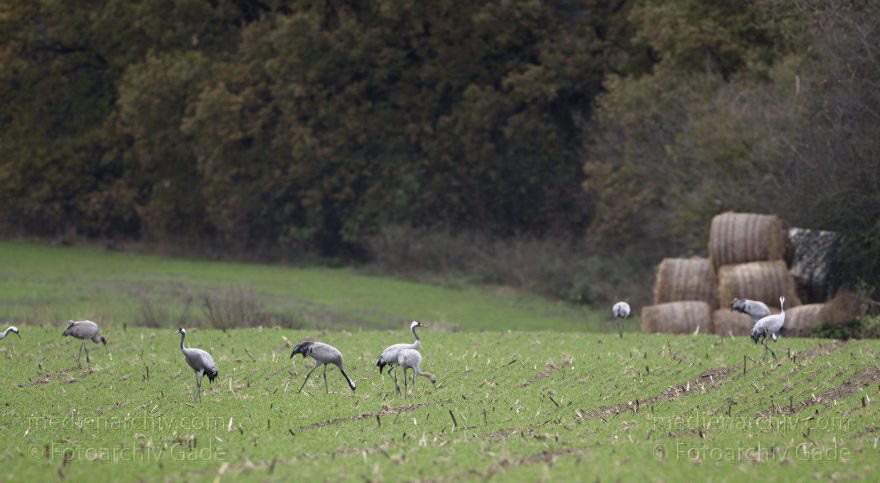 Kraniche bei Eichstädt
5. 11. 2012. Brandenburg. Oberkrämer. Eichstädt. Fauna. Tiere. Vogel. Vögel. Kraniche (Gruidae) , Technik: Skywatcher ED 120 und Pentax K-5
Schlüsselwörter: birds;Brandenburg;Eichstädt;Fauna;Gruidae;Gruiformes;Kraniche;Linum;Vogel;Vögel;2012