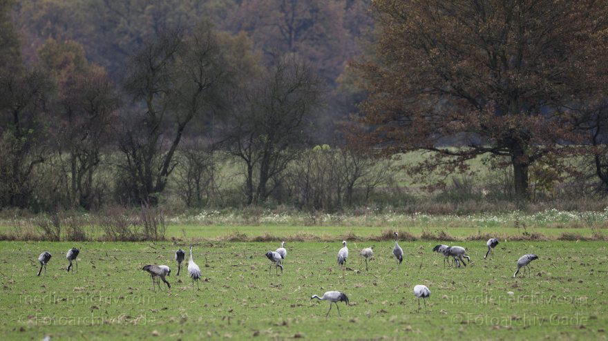 Kraniche bei Eichstädt
5. 11. 2012. Brandenburg. Oberkrämer. Eichstädt. Fauna. Tiere. Vogel. Vögel. Kraniche (Gruidae) , Technik: Skywatcher ED 120 und Pentax K-5
Schlüsselwörter: birds;Brandenburg;Eichstädt;Fauna;Gruidae;Gruiformes;Kraniche;Linum;Vogel;Vögel;2012